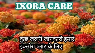 🪴Ixora plant care  कुछ जरूरी जानकारी हमारे ixora प्लांट के लिए  some Important caretips ixora [upl. by Ainar613]