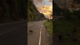 Monkeys crossing road 🐒🐒 travel nature foryou monkey animals [upl. by Nomma]