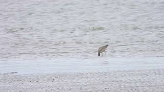 Whimbrel Hervey Bay Qld [upl. by Airebma]