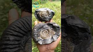 Shaligram stone original test  saligrama  gandaki river shaligram 💐💐 shorts short shortsfeed [upl. by Joshi10]