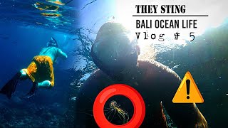 Bali 2024 vlog part 5 English  Snorkel diving and more [upl. by Sairtemed348]