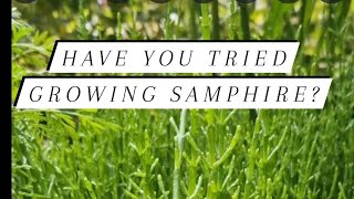 Guide to growing Samphire [upl. by Kalvn566]