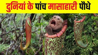 दुनिया के सबसे खतरनाक मांसाहारी पौधे  Most Dangerous Carnivorous Plants in the World [upl. by Netloc]