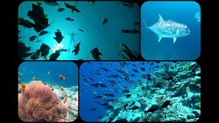 HOME REEF OF SAFARI ISLANDS MALDIVES  2018 [upl. by Naujej]