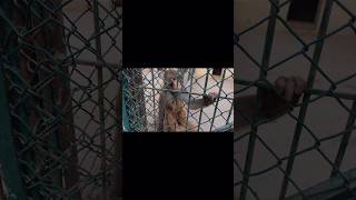 Masti with monkey🐒 shorts short shortvideo zimamvlogs viralshorts subscribe zoo animals [upl. by Clotilde]