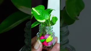 Smallest indoor plant setting pothos indoorplants houseplants diy indoorgardening shorts [upl. by Lrub]