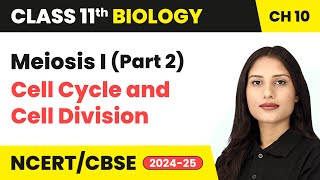 Meiosis I Part 2  Cell Cycle and Cell Division  Class 11 Biology Chapter 10  CBSE 202425 [upl. by Potts]