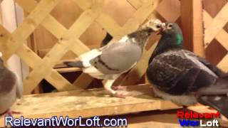 Racing Pigeon Breeders Meet Our Racing Pigeon Breeders [upl. by Oznole]