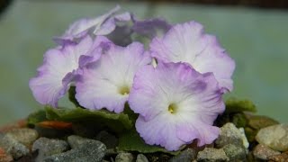 Primula Auricula amp Marginata Spring Care amp How to Remove Dead Leaves [upl. by Lemuel]