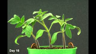 Time Lapse  Tomato Plant HD [upl. by Hnil]