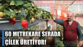 60 Metrekarede Serada Çilek Üretimi quotLezzetine Doyum Olmuyorquot  AGRO TV HABER [upl. by Ranjiv896]