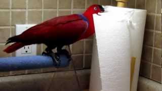 Rosie eclectus parrot [upl. by Nayt]