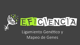 LIGAMIENTO GENÉTICO Y MAPEO DE GENES Probabilidad de Recombinación [upl. by Rola]