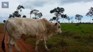 MT registra caso suspeito de quotdoença da vaca loucaquot [upl. by Uno]