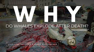 Why Do Whales Explode After Death  Unveiling Natures Bizarre Phenomenon [upl. by Obaza975]