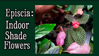 How to Grow amp Cultivate Episcia  Flame Violet  Episcia Plant Care [upl. by Philippe]