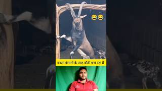 बकरा इंसानों की तरह बॉडी बना रहा है 😂 shorts goat goatshorts funnyshorts viralvideo [upl. by Arnuad388]