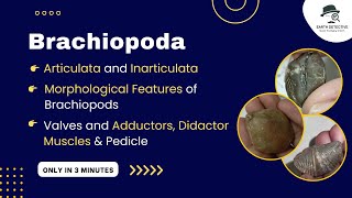 Brachiopoda amp its Adductor Diductor Muscles function pedicle Articulata Inarticulate Morphology [upl. by Dasteel]