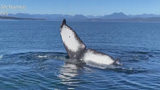 Video shows breathtaking humpback whale encounter in British Columbia [upl. by Tabber]