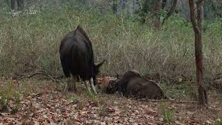 TIGER HUNTING GAUR  KANHA [upl. by Attenrad]