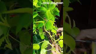 പഴയ പുതിയ രൂപം old stand in New style indoor plants arrangements shorts home decorgardening [upl. by Martynne]