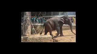 Pinnawala Elephant Orphanage Sri Lanka 📍 elephants [upl. by Darwin543]