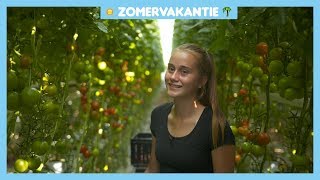 Veel kinderen werken in de vakantie [upl. by Dorcas]