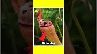 Plants That EAT Animals 😱 unknown facts  facts Malayalam shorts ytshorts viralshorts [upl. by Haimirej]