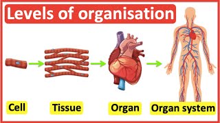 Cells Tissues Organs Organ systems  Level of organisation in organisms  Easy science video [upl. by Rj]