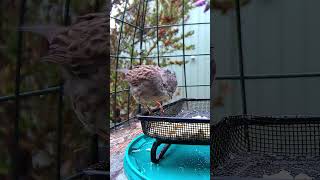 Dunnocks Breakfast Delight A Reward After the Storm [upl. by Wende]