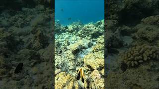 Phantom bannerfish [upl. by Avihs266]