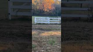 Rare shot of the hawk on the horse fence before it hears me [upl. by Verger289]