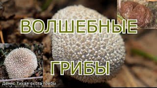 Гриб вызывающий слуховые галлюцинации Дождевик маргинальный  Lycoperdon marginatum [upl. by Assirim]