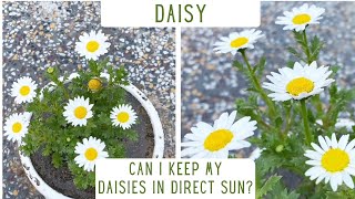 How To Take Care Of Daisy Plants  Repotting Of Daisies  Everything You Should Know About Daisies [upl. by Whiting115]