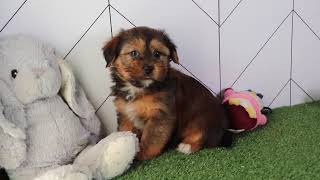 Shorkie Puppy Rascal SD 480p [upl. by Dawn496]