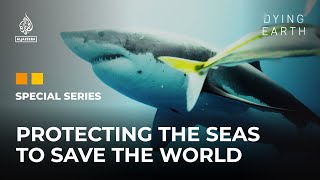 The Last Shark Protecting the seas to save the world  Dying Earth E6  Featured Documentary [upl. by Khalid]