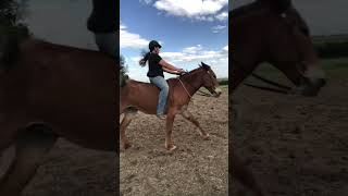 Now to the first time ever cantering bareback🥹 equestrian horse mule fypシ [upl. by Giusto]