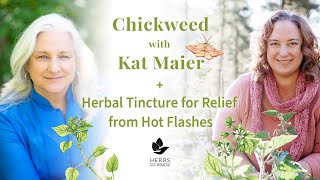 Chickweed with Kat Maier  Herbal Tincture for Relief from Hot Flashes [upl. by Conlen]