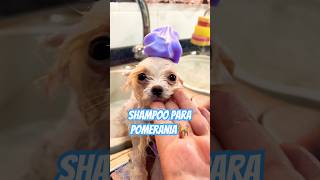 Shampoo para Pomeranias 🐕 pomeranian [upl. by Avevoneg]