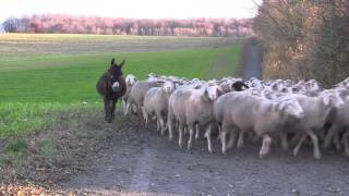 Schafherde auf dem Eichelberg [upl. by Utham]