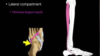 Lateral compartment leg muscles [upl. by Sirtemed]