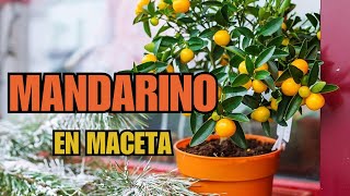 Consejos para tener un mandarino en maceta como tener un árbol de cítricos en maceta [upl. by Barbaraanne]