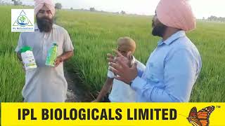 IPL Biologicals in Paddy Village Wanwala Pargat Singh [upl. by Erv779]