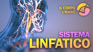 Sistema Linfatico  Il Corpo Umano [upl. by Anele]