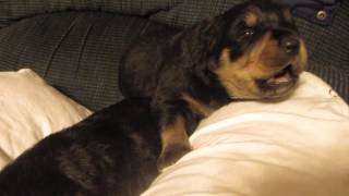 Rottweiler Puppy Howling Two Weeks Old [upl. by Christy]