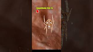 Rare Spider gagamba [upl. by Ardell]