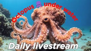 Wildlife Under Water Hiding from Predator disappearing Octopus 🐙 [upl. by Dnalkrik69]