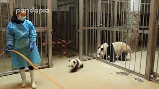 Panda keeper gives the baby cub back to his mum [upl. by Etac83]