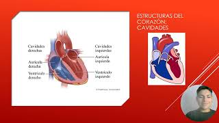 Anatomía del Tórax [upl. by Stila]