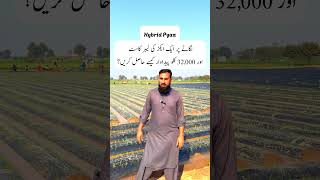 Hybrid Pyaz Farming  1 Acre Labor Cost amp 32000 KG Onion Yield Kaise Hasil Karein Full Guide [upl. by Lalad]